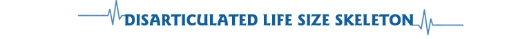 Life-Size-Skeleton5.jpg