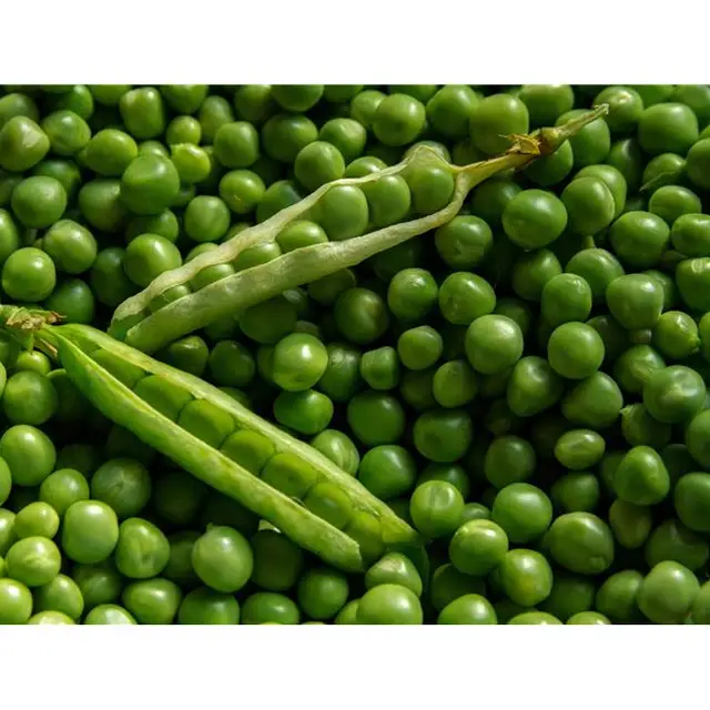 hot selling new crop excellent quality canned green peas