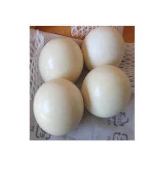 Subur Butir Telur Burung Unta Untuk Dijual Dari Afrika Selatan