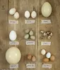 OSTRICH HATCHING EGGS/ FERTILE OSTRICH HATCHING EGGS