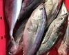 High Quality Frozen Bonito Skipjack Fish Tuna Fish for Sale