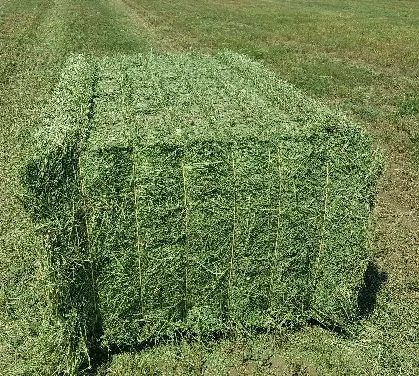Alfalfa Hay-Alfalfa Hay Bales