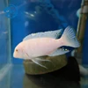 Live fish Albino for Freshwater Aquarium