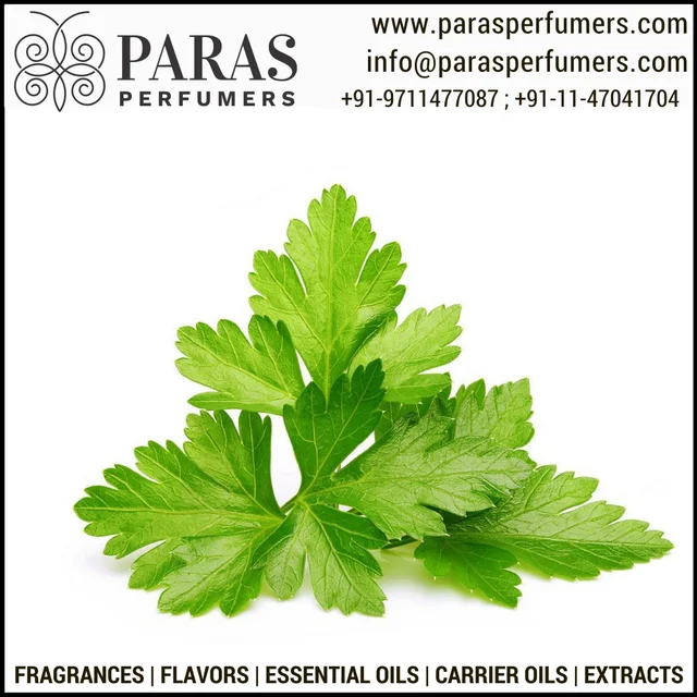 parsley cilantro