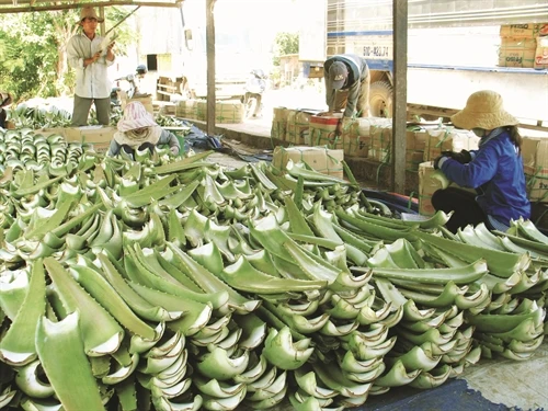 aloe Vera leaf 1.jpg