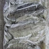 Cuttlefish whole size 1-2, 2-3kg up and size 100/200 to 700/1000