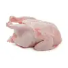 /product-detail/halal-frozen-processed-whole-chicken-for-sale-62003761498.html