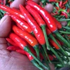 Wow!!! The red fresh Chilli with LOWEST Price, Contact me 0084 1642 951 494