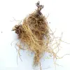 Natural dried Wild Ginger Canadian snakeroot Asarum canadense roots medical plants
