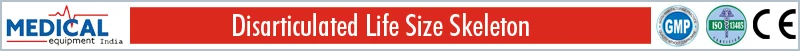 Life-Size-Skeleton1.jpg