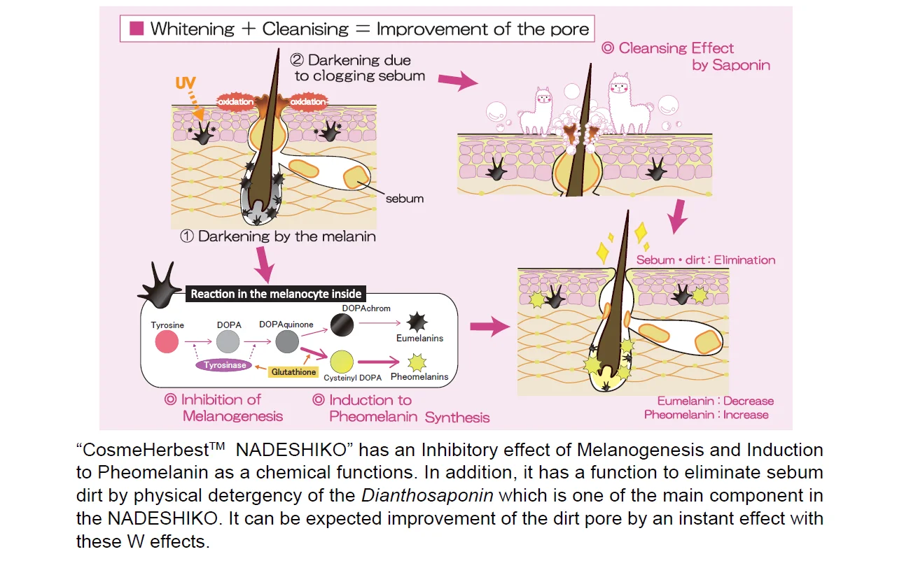 Nadeshiko Seed Extract_02.png