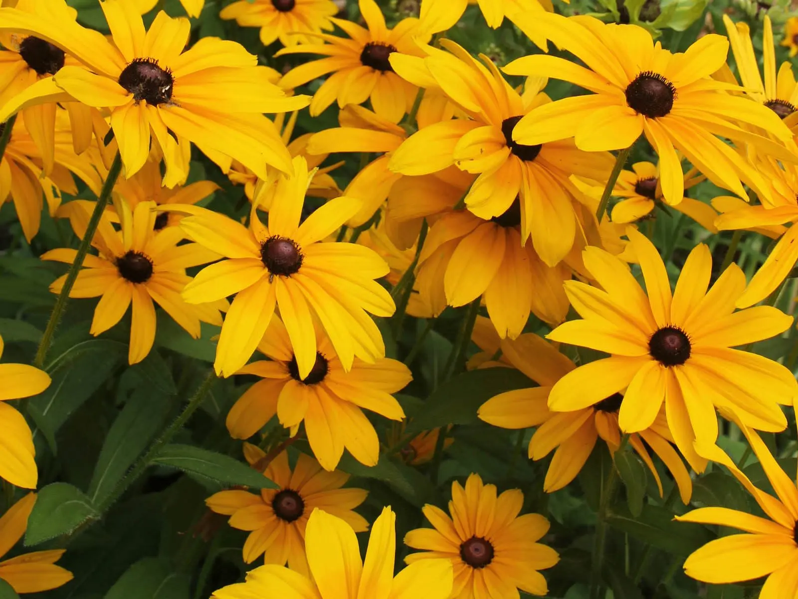 20,000 Bulk Seeds BLACK EYED SUSAN Rudbeckia Hirta