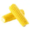 Best Quality yellow corn for Animal feed