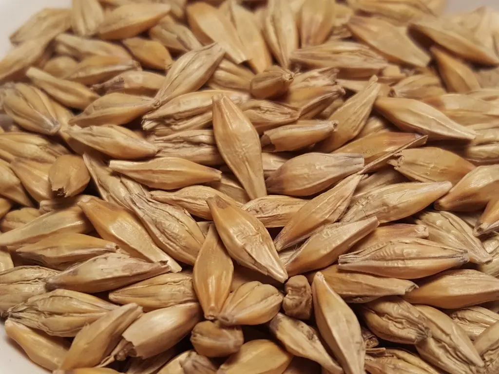 Как выглядит ячмень и пшеница фото