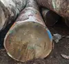 Tali Wood, Padouk, Pine, Boxwood, Azobe Wood, Timber Logs