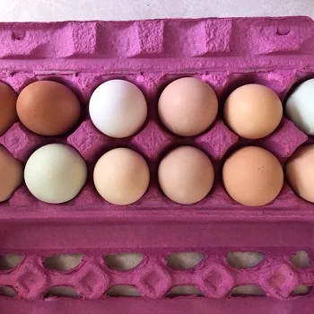 Chicken eggs 1.jpg