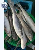 Frozen Grey Mullet Fish 500-1000g For Sale