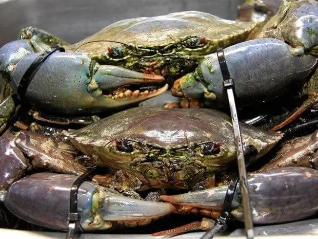 live-green-mud-crab-buy-live-green-mud-crab-product-on-alibaba