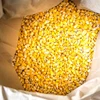 Top Grade A yellow corn