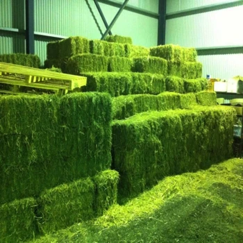 
ALFALFA/LUCERNE HAY 