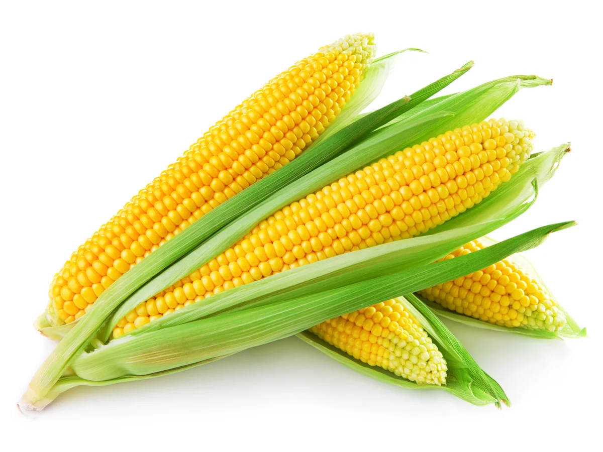 high quality wholesale fresh corn for sale / fresh frozen sweet