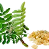 Factory Supply boswellia serrata extract powder boswellic acid