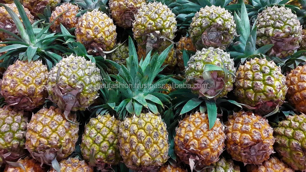 Indian Fresh Premium Quality Pineapple / Indian Fresh Pineapple Buy
