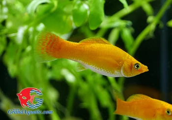 Blanche Neige Sailfin Molly Poisson Pour Laquarium Deau Douce Réservoir Buy Poissons Mollypoissons Daquariumpoissons Deau Douce Product On - 