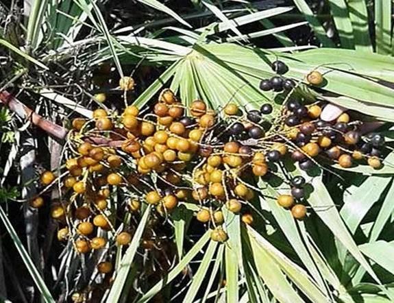 Saw Palmetto Extract - Buy 锯棕榈提取物，干提取物，锯棕榈提取物20 1 Product on Alibaba.com