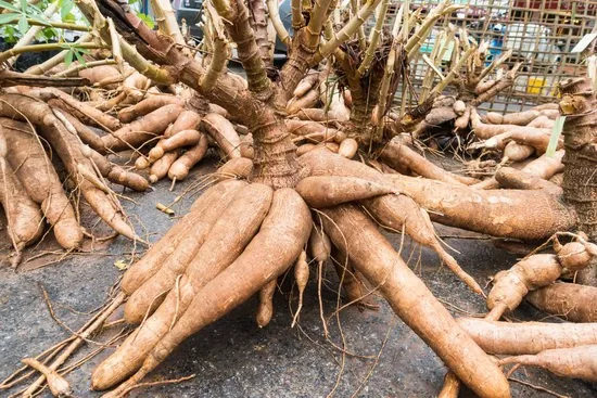 fresh cassava high quality and best prices