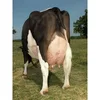 100% Disease Free Dairy / Holstein Cattle For Sale