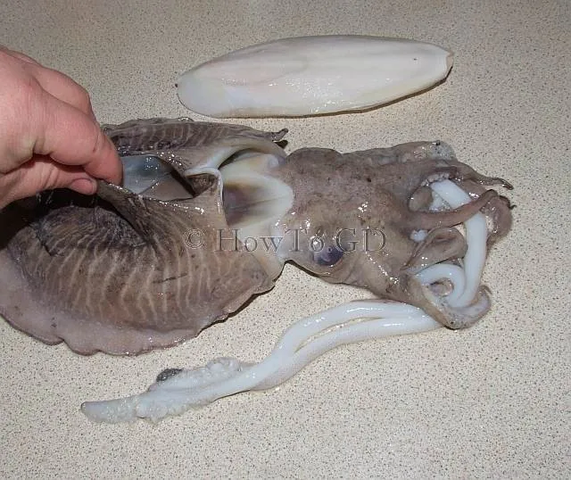 ArtStation - Giant Squid