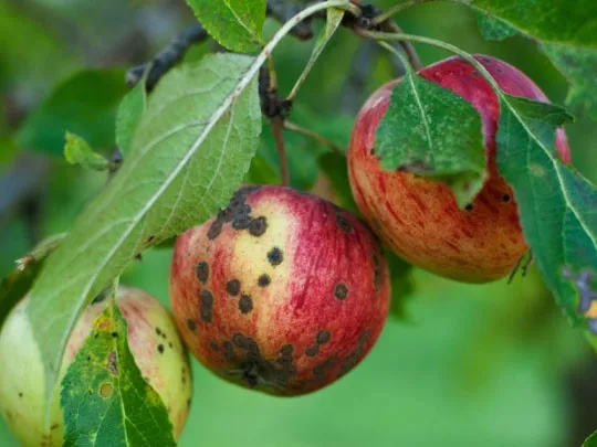 fungicide (191096617)