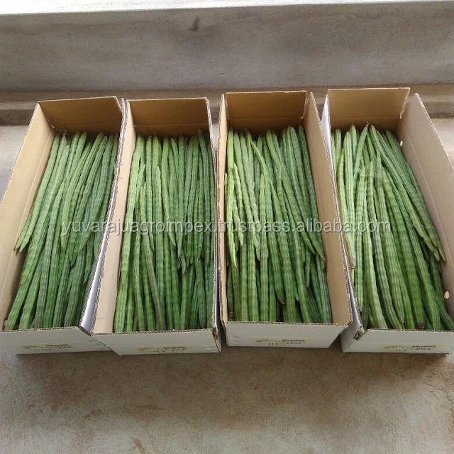 Fresh Vegetables Drumstick Exporter In India To Uk/usa/uae/malaysia