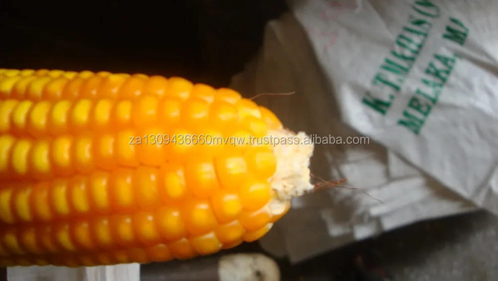 corn 6.jpg