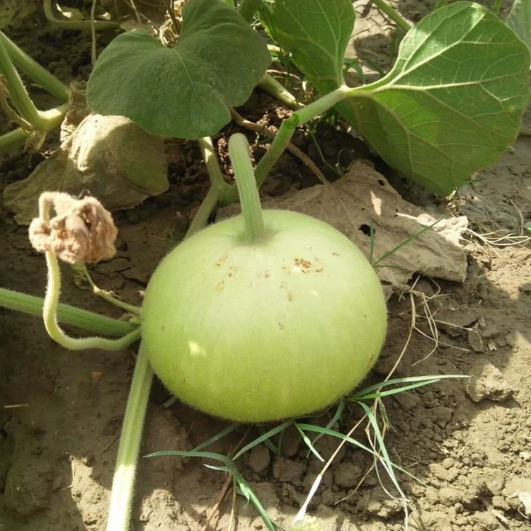 20 HYBRID SEEDS VEGETABLE SEEDS VEGETABLE BOTTLE GOURD ROUND SEEDS
