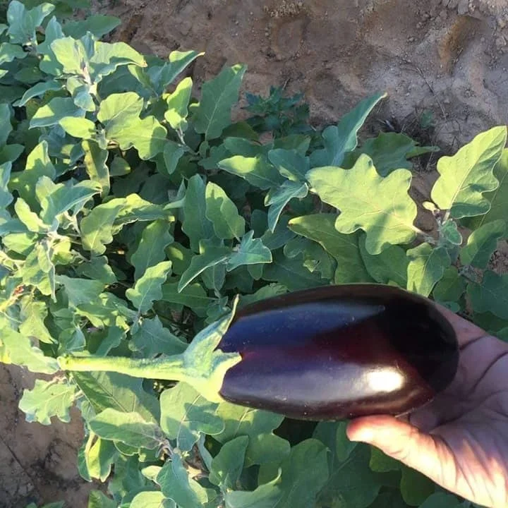 
Fresh Eggplant for sale, White and black, From Egypt. 
