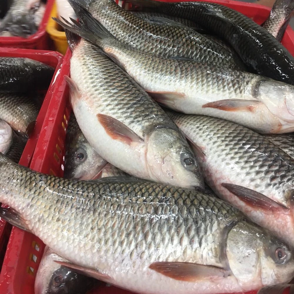 frozen rohu fish best quality view rohu fish saky foods product details from sa ky foods company limited on alibaba com frozen rohu fish best quality view rohu fish saky foods product details from sa ky foods company limited on alibaba com