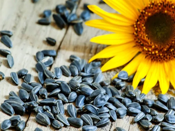 best quality sunflower seeds for sale