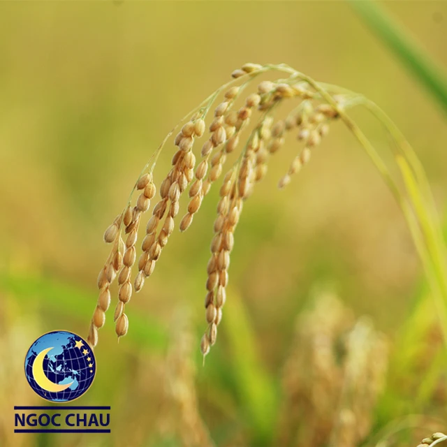 price white rice from vietnam 5% broken organic japonica rice