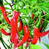 /product-detail/sanam-red-chilli-at-lowest-prices-50009097411.html