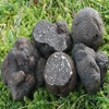 /product-detail/italian-white-truffle-for-sale-50033481038.html