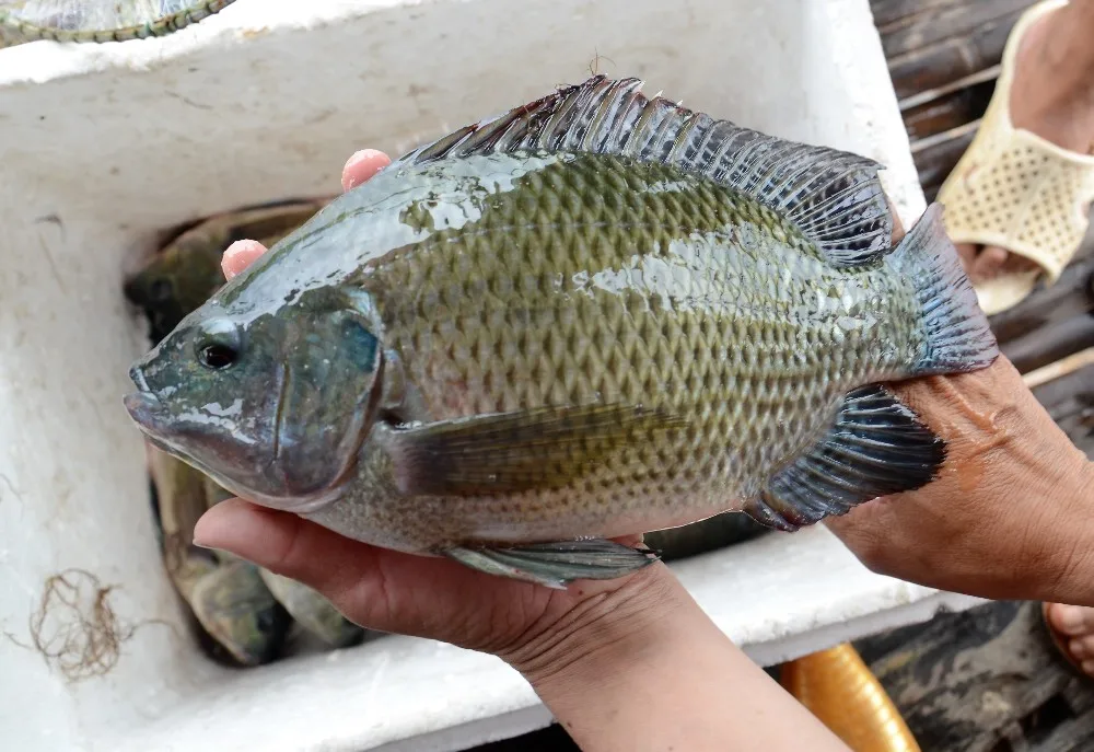 Dry Fish Scale / Dried Tilapia Fish Scale From Vietnam Buy Dried