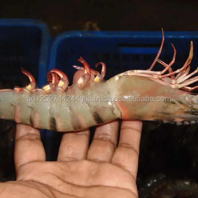 100 fresh and organic banglafeshi black tiger shrimp_bagda