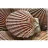 Scottish shellfish export