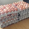 Fresh brown and white Shell Chicken Eggs