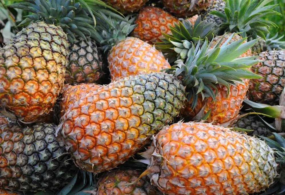 top quality fresh queen pineapple, fresh md2 pineapples, fresh