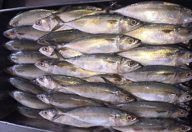 frozen mackerel fish - buy mackerel fish,frozen horse mackerel