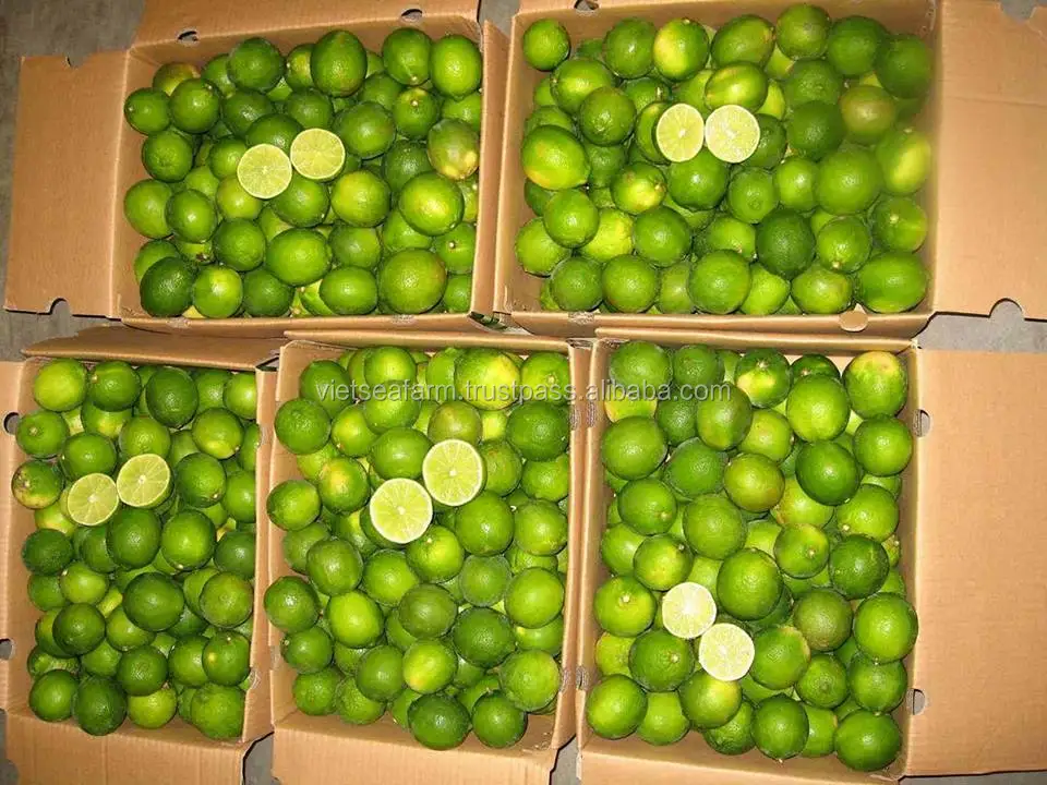 Export Lemon Without Seeds/ Seedless Lime Competitive Price From Viet