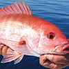Fish Red Snapper